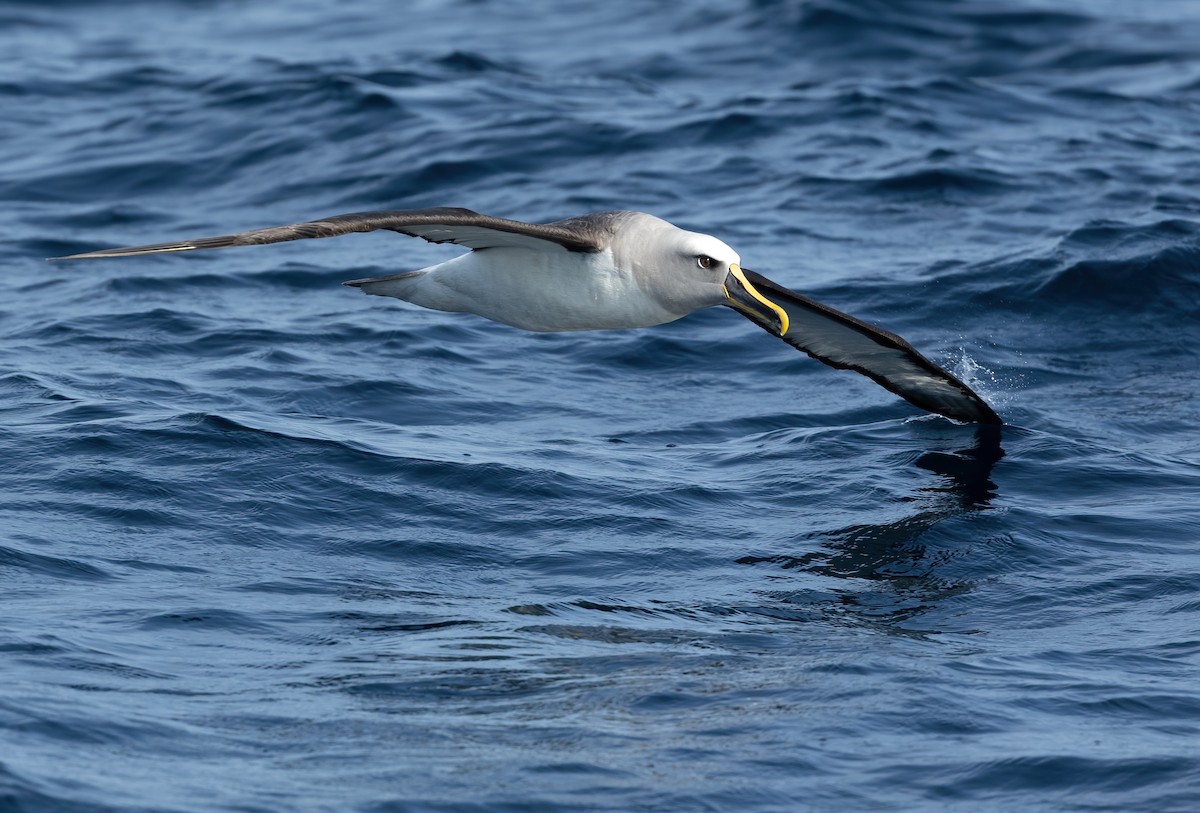 Buller's Albatross - David Ongley