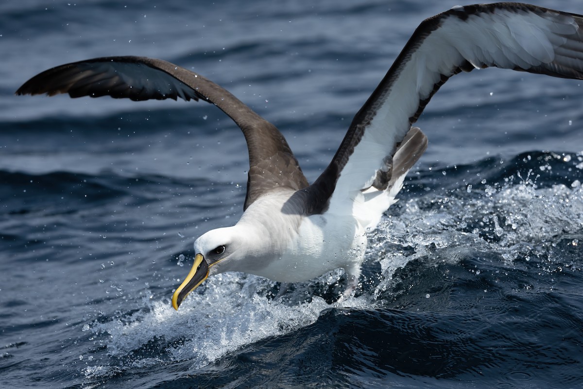 Buller's Albatross - David Ongley