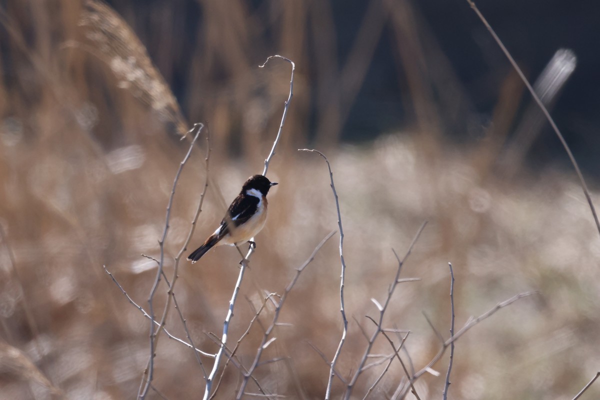 Amur Stonechat - Akinori Miura