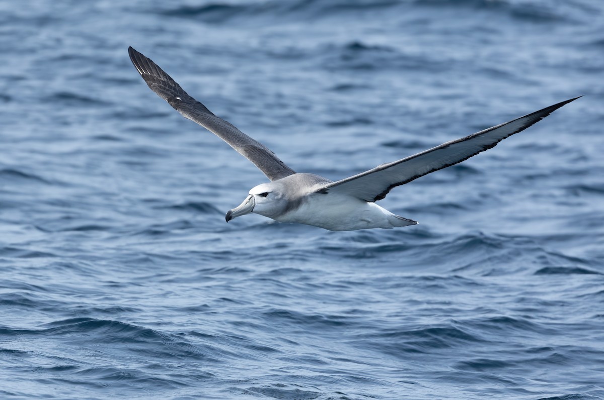 White-capped Albatross - David Ongley