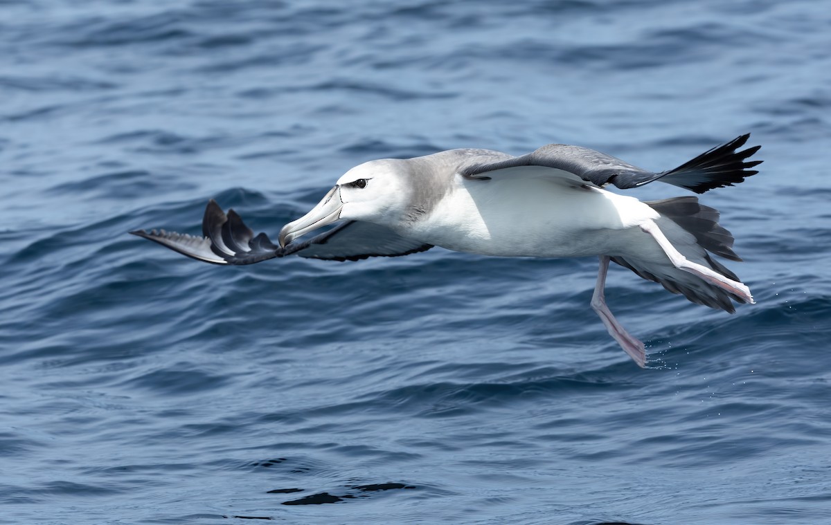 White-capped Albatross - David Ongley