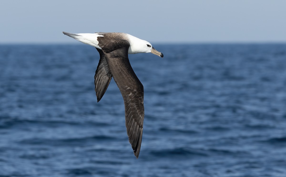 Black-browed Albatross - David Ongley