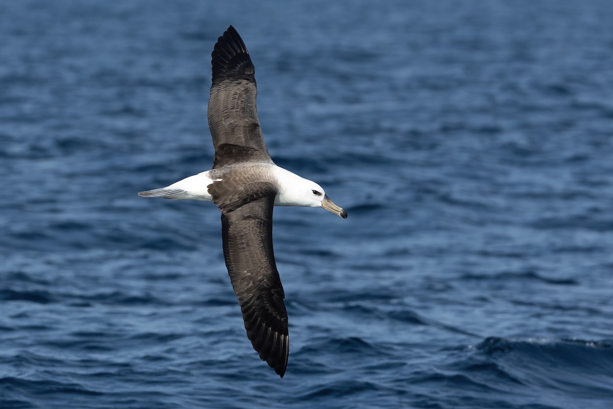 albatros černobrvý - ML617168848