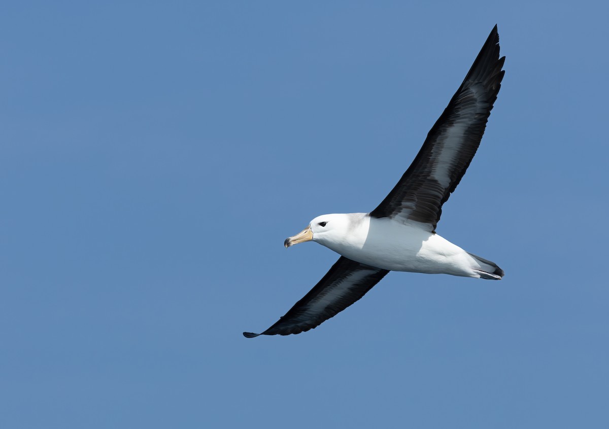 albatros černobrvý - ML617168849