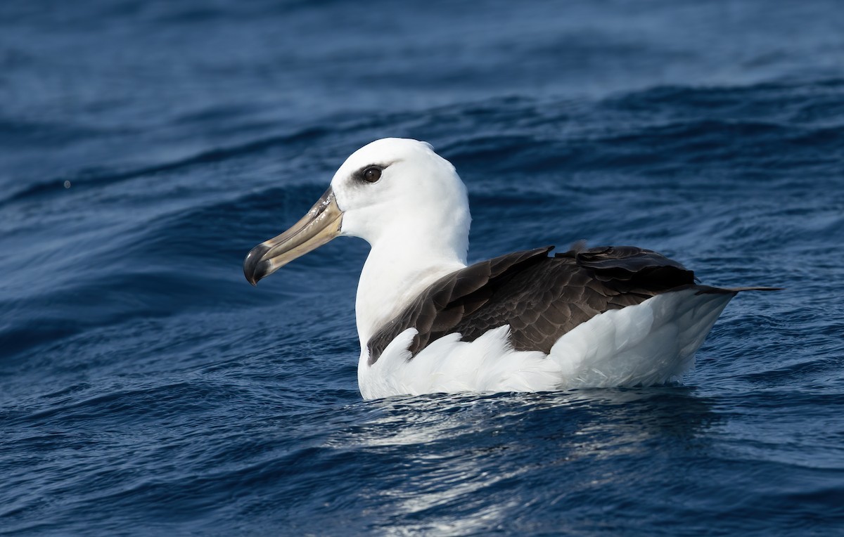 albatros černobrvý - ML617168851