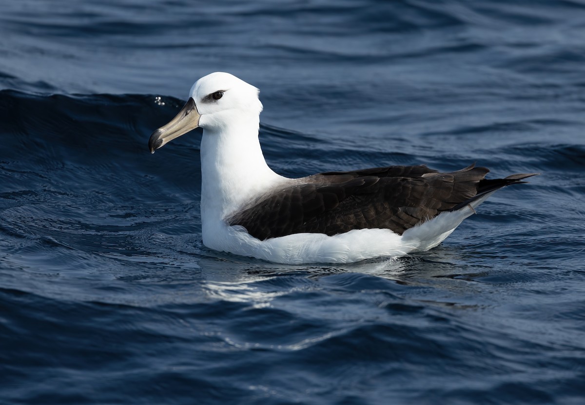 albatros černobrvý - ML617168852
