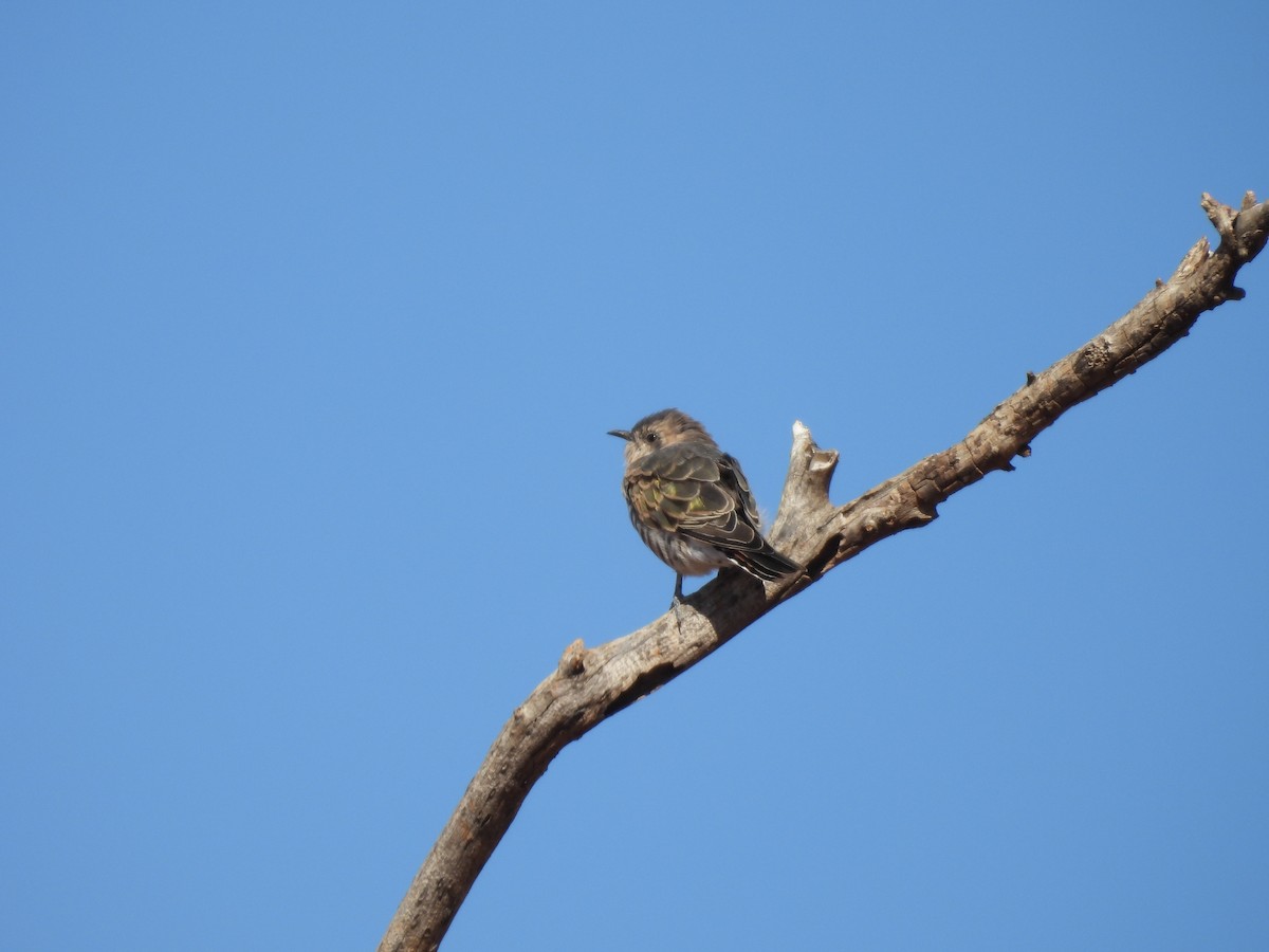 Horsfield's Bronze-Cuckoo - Chanith Wijeratne