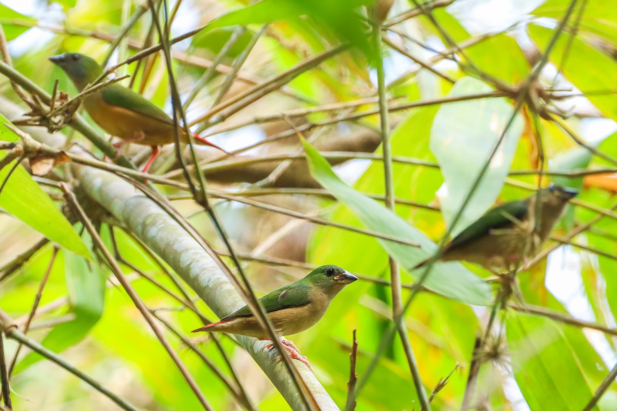 Pin-tailed Parrotfinch - Chanayut Wongsuwat