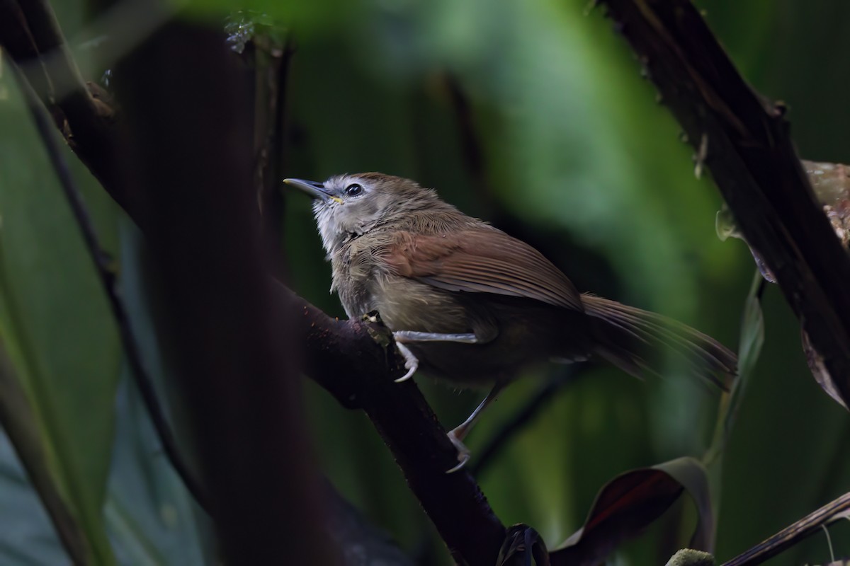 Crescent-chested Babbler - ML617168931