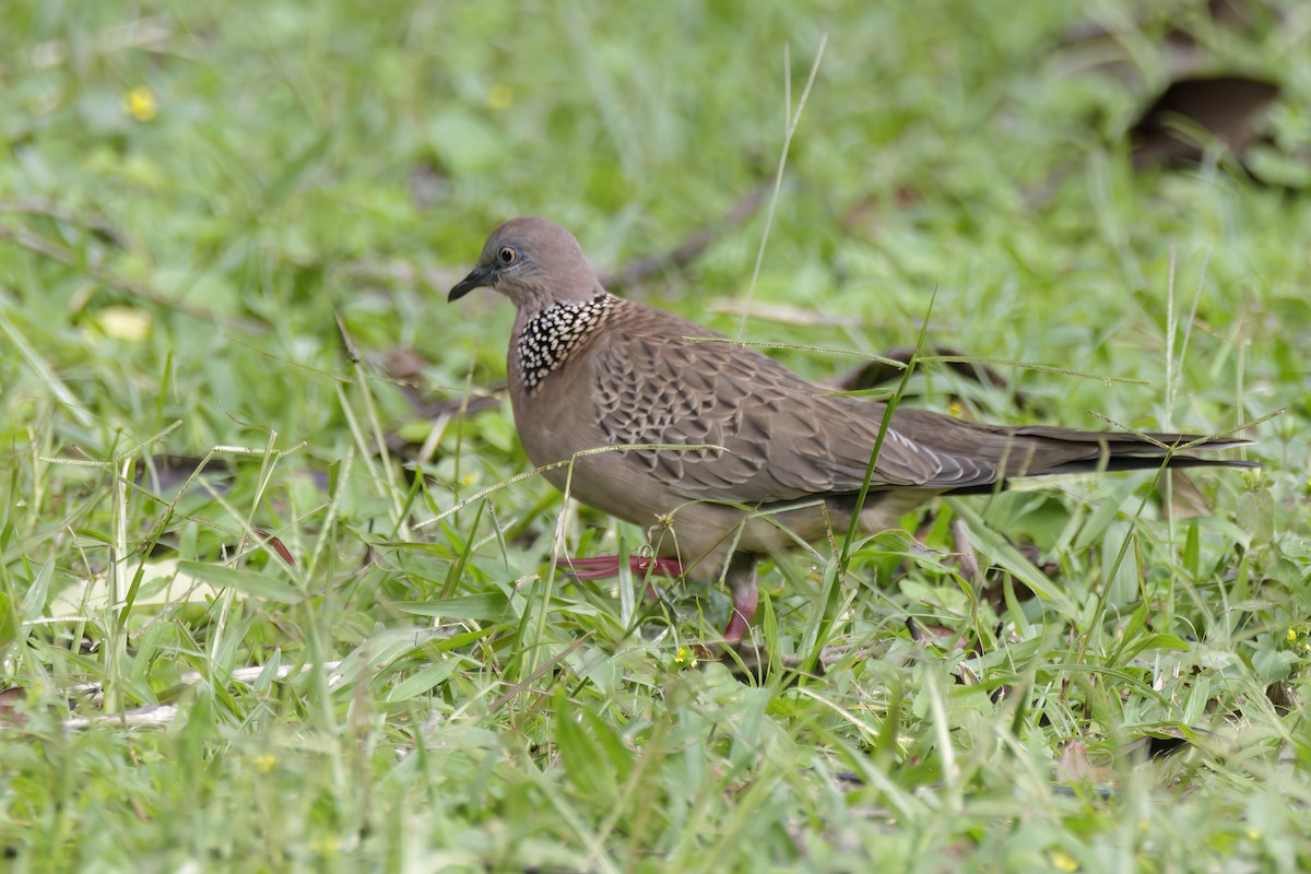 Spotted Dove - ML617168933
