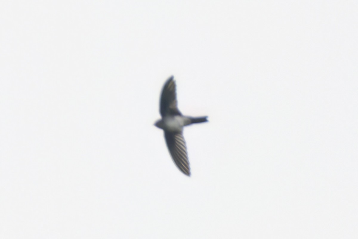 Cave Swiftlet - ML617168939