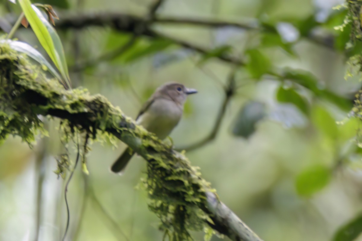 Rusty-breasted Whistler - ML617168943