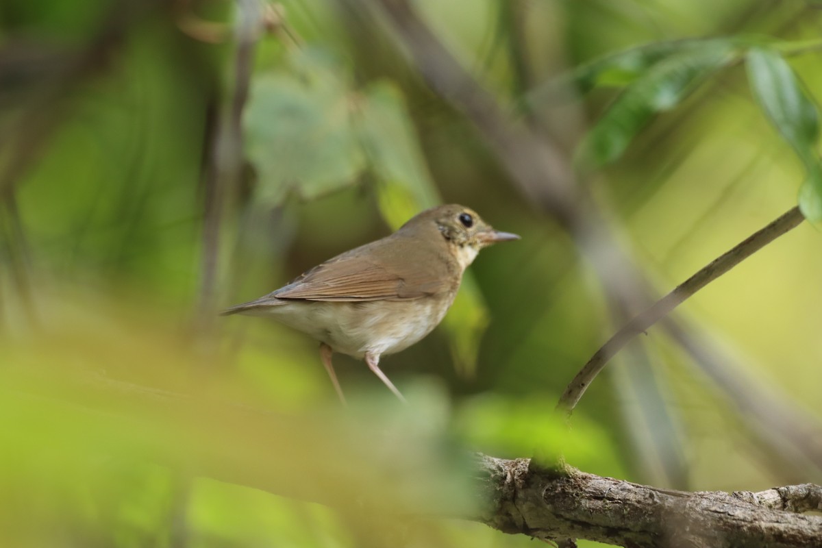 Siberian Blue Robin - Chanayut Wongsuwat