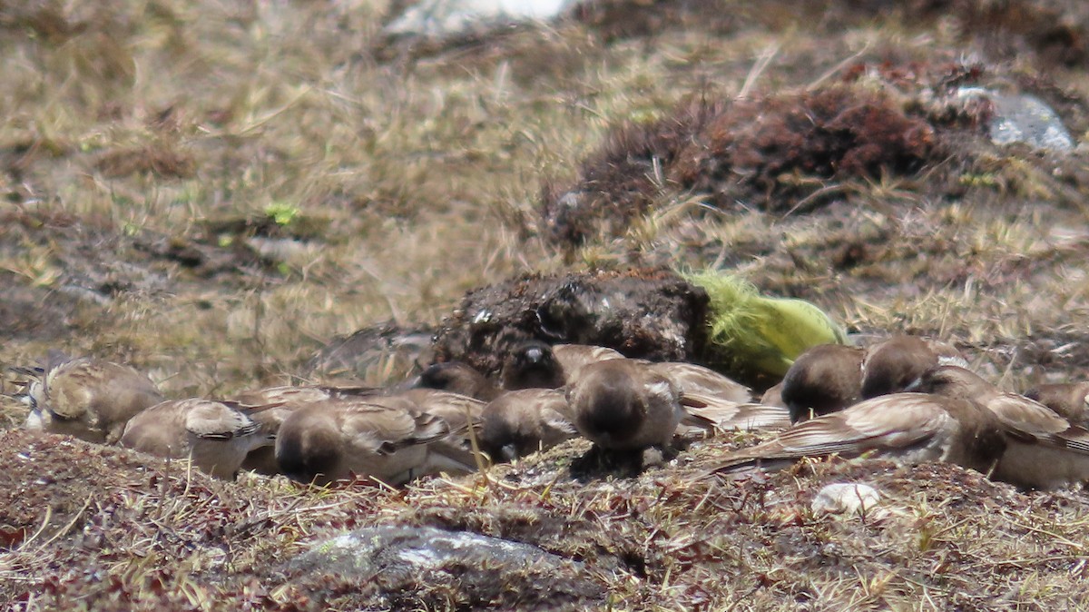 Black-headed Mountain Finch - ML617168979