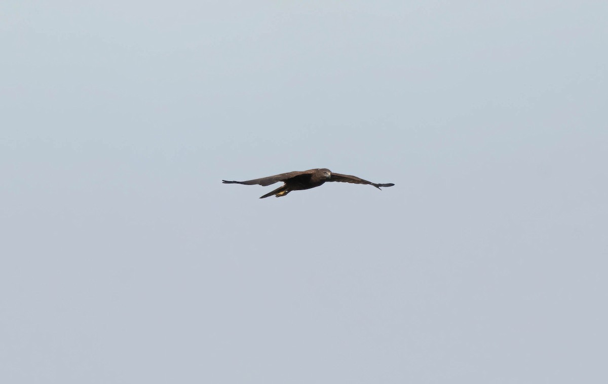 Swamp Harrier - ML617168985