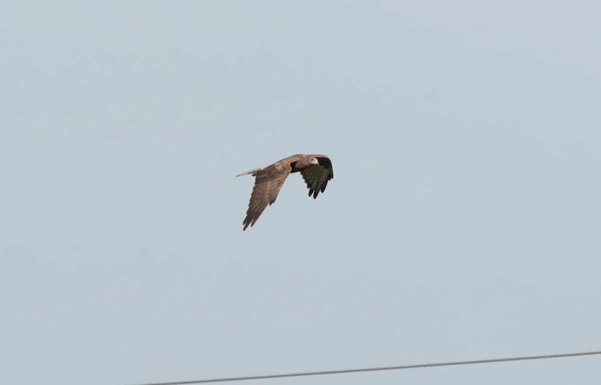 Swamp Harrier - ML617168986