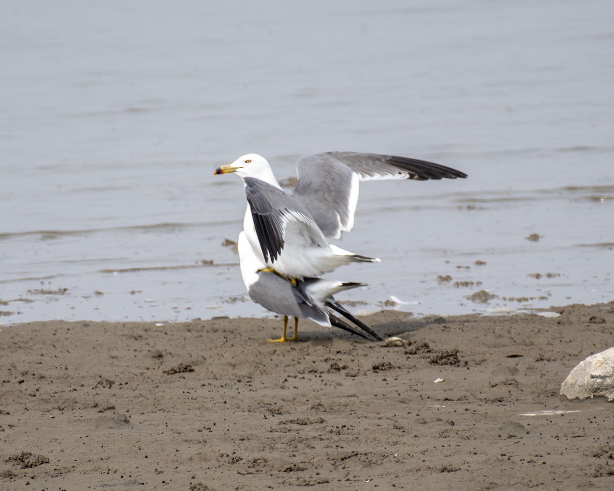 Black-tailed Gull - ML617169025