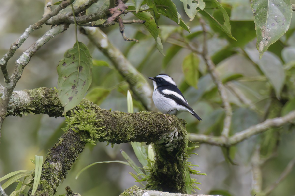 Little Pied Flycatcher - Andreas Heikaus