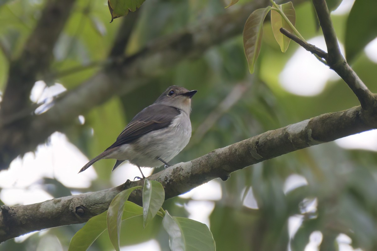 Little Pied Flycatcher - ML617169042