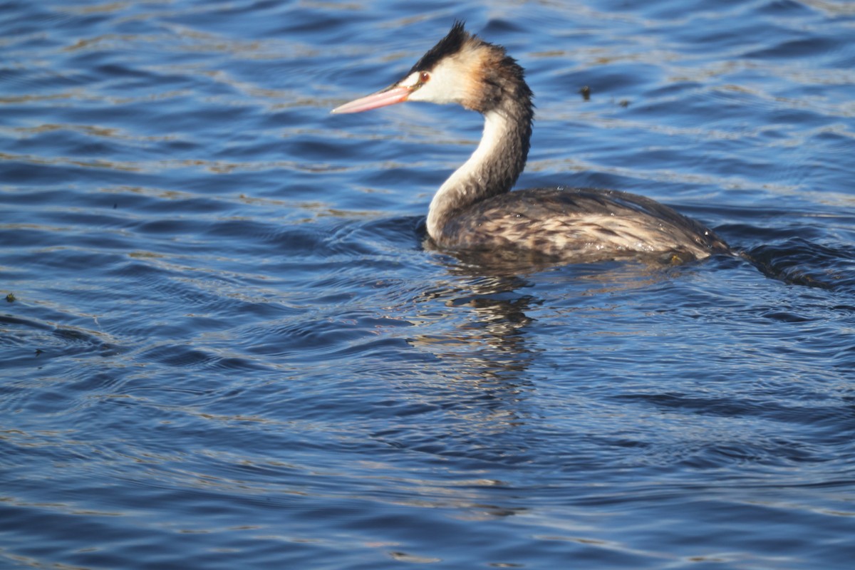 Great Crested Grebe - ML617169049