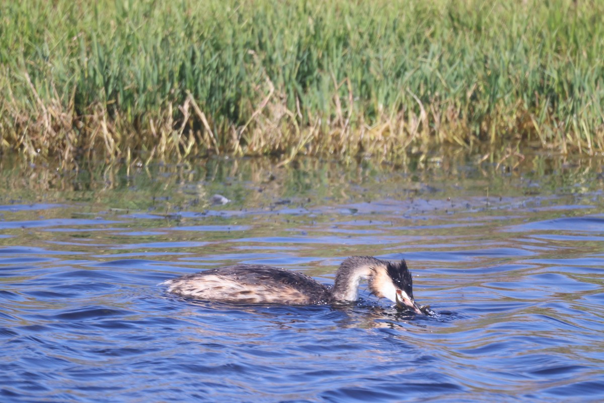 Great Crested Grebe - ML617169055
