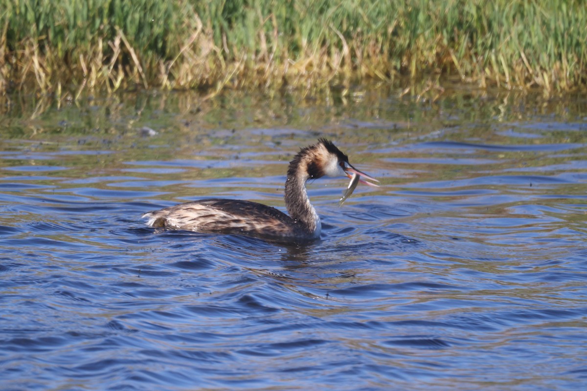 Great Crested Grebe - ML617169057