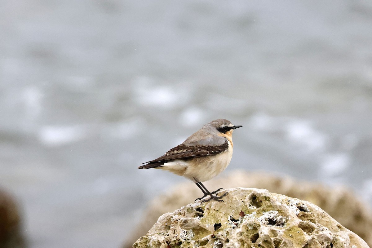 Northern Wheatear - ML617169136