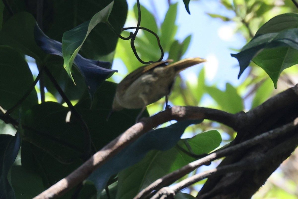 Cryptic Honeyeater - ML617169141