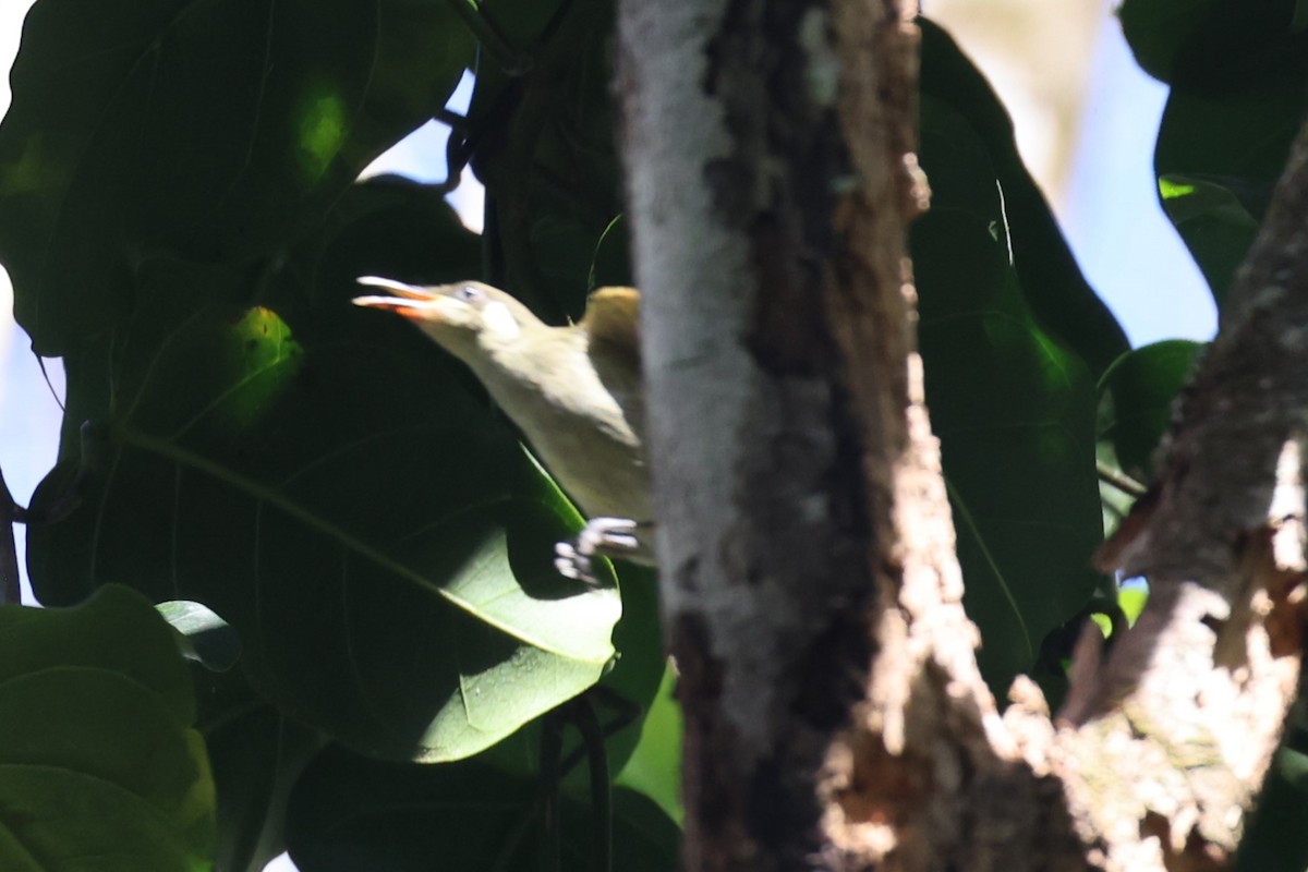 Cryptic Honeyeater - Bay Amelia Reeson