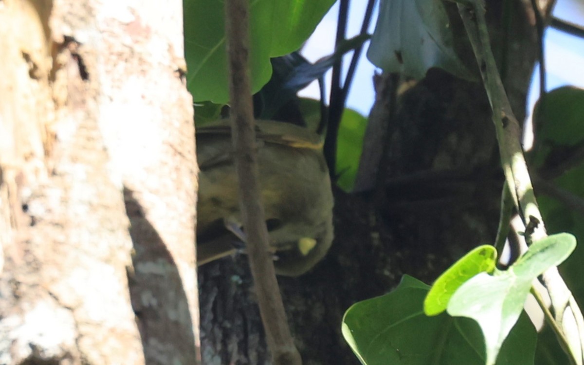 Cryptic Honeyeater - Bay Amelia Reeson