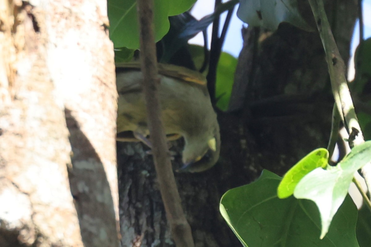 Cryptic Honeyeater - ML617169144