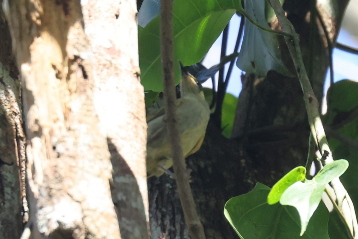 Cryptic Honeyeater - Bay Amelia Reeson