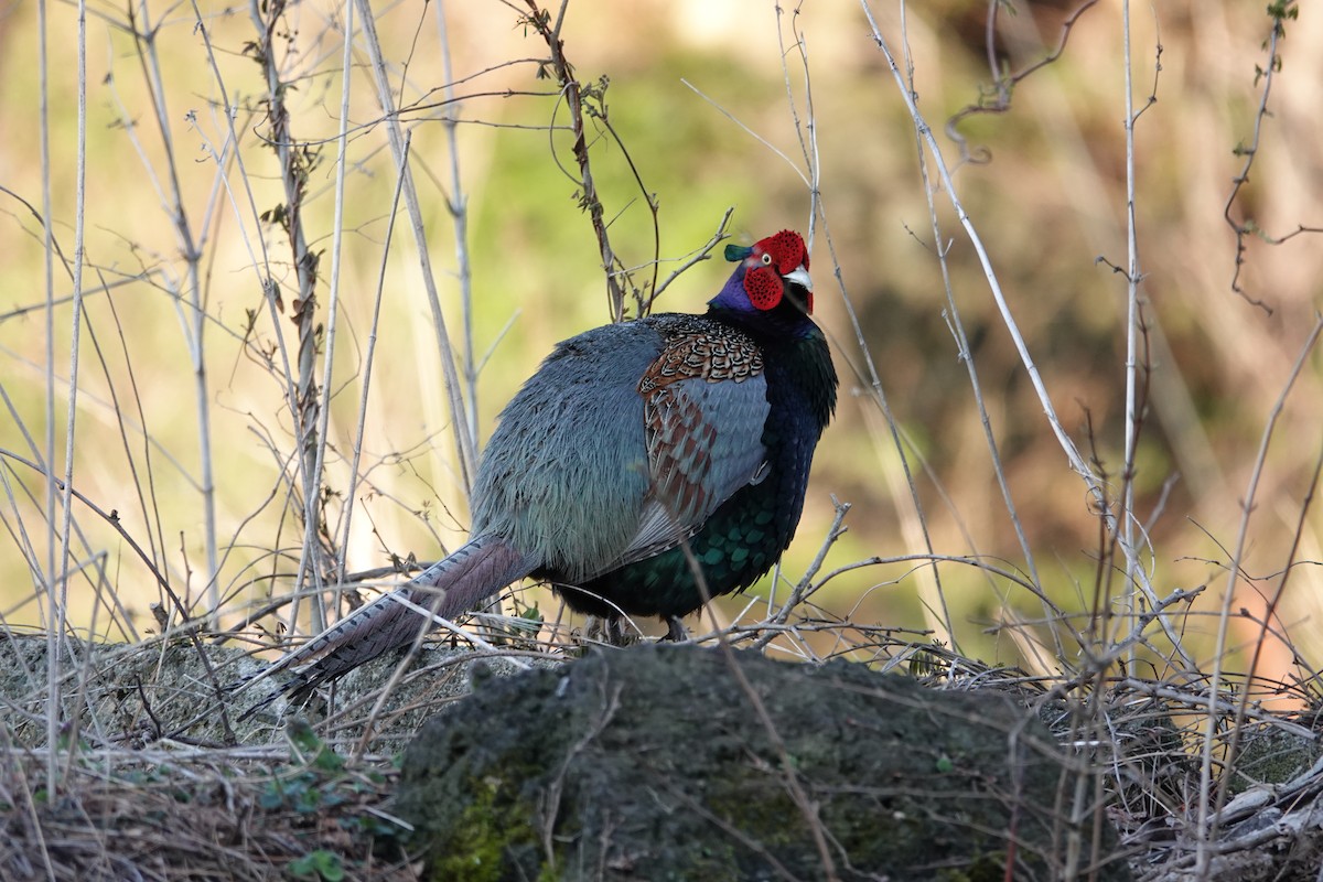 Green Pheasant - ML617169147