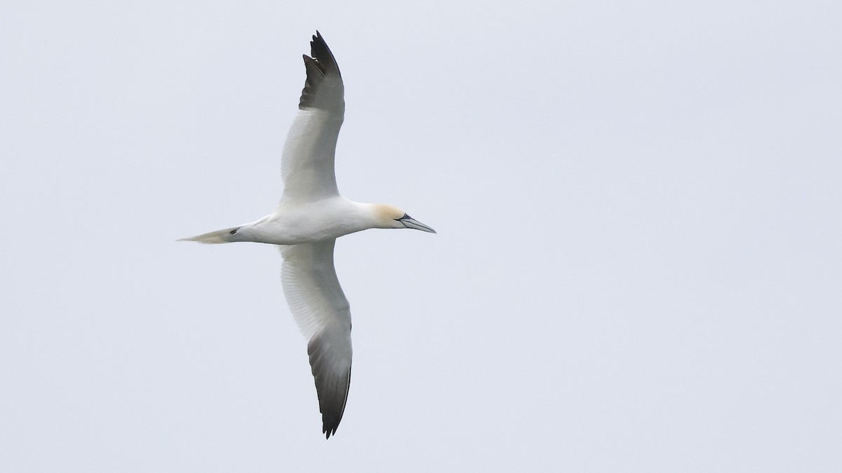 Northern Gannet - ML617169149