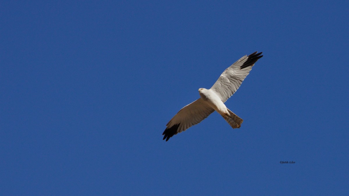 Pallid Harrier - ML617169155