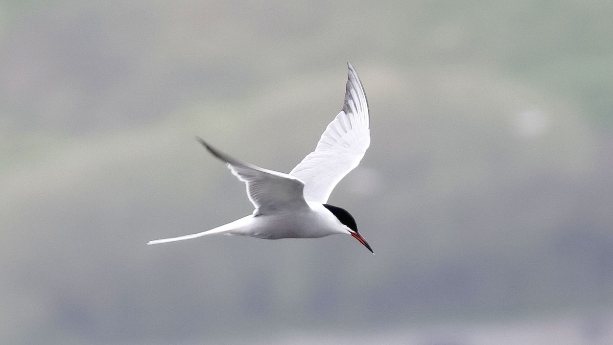 Common Tern - ML617169176
