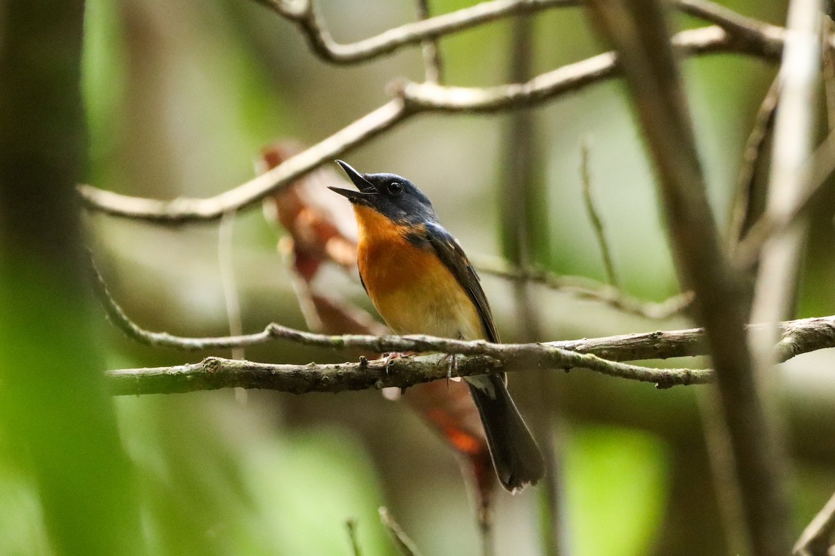 Hill Blue Flycatcher - ML617169177