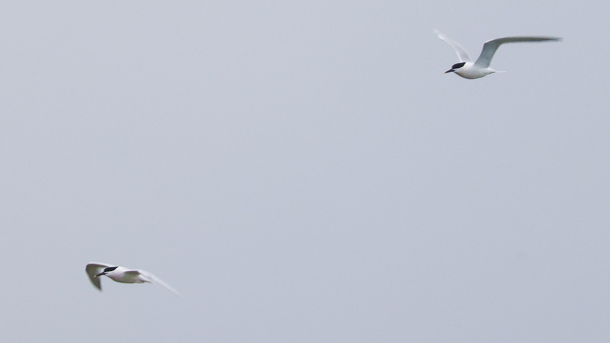 Sandwich Tern - ML617169178