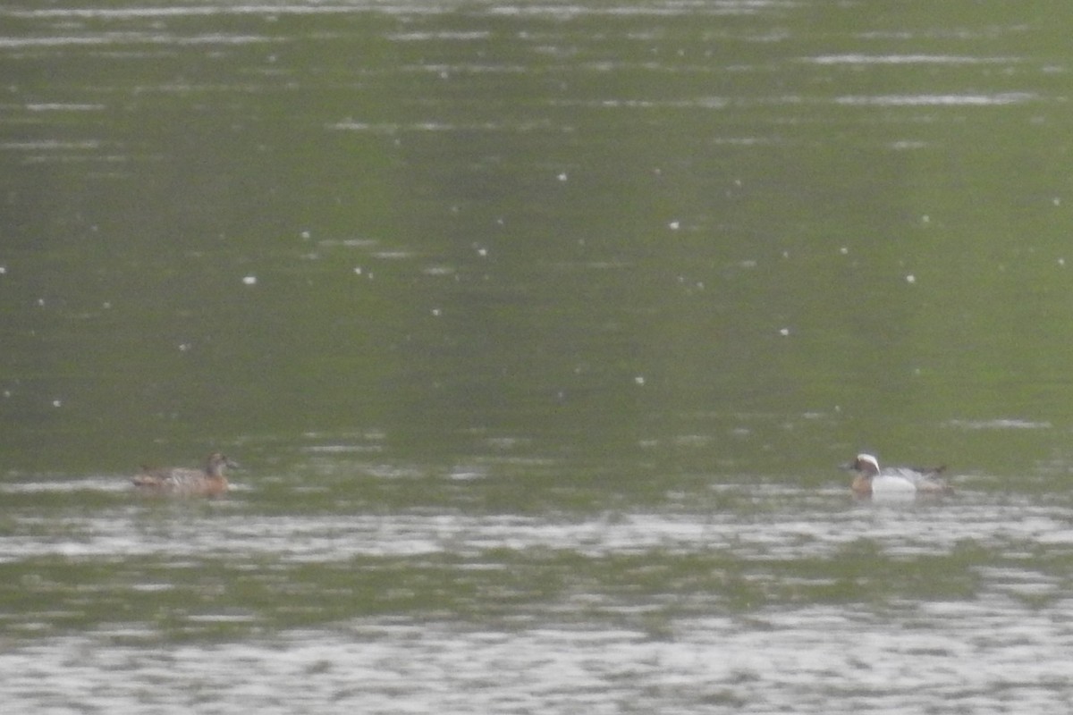 Garganey - David Kuster