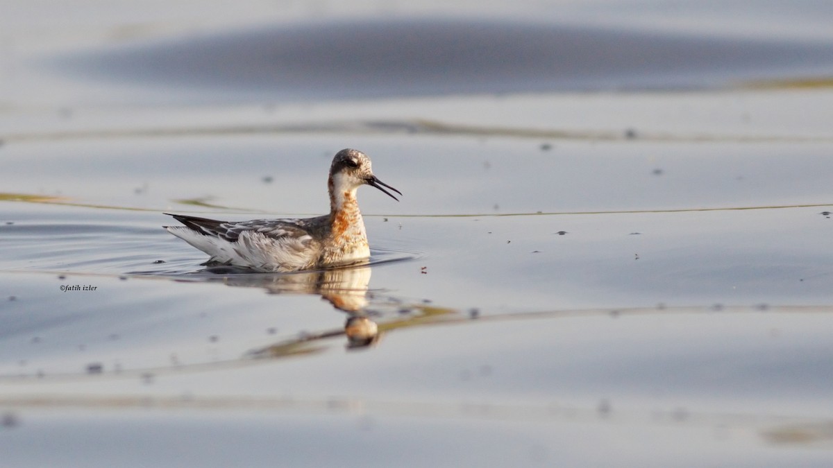 svømmesnipe - ML617169190