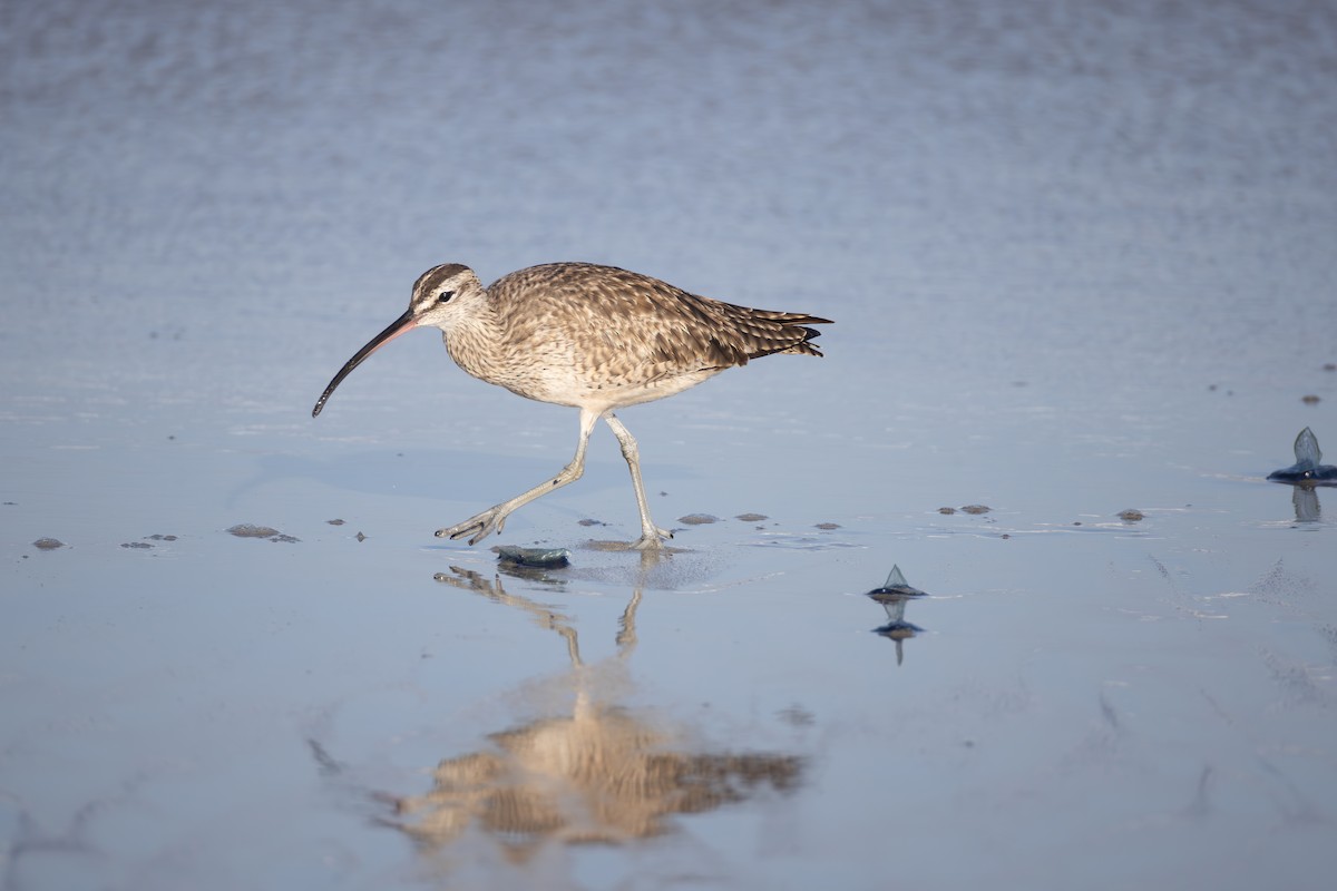 Whimbrel - ML617169195