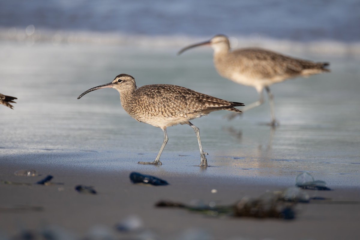 Whimbrel - ML617169197