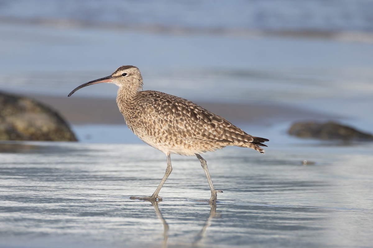 Whimbrel - Lindsey Mitchell