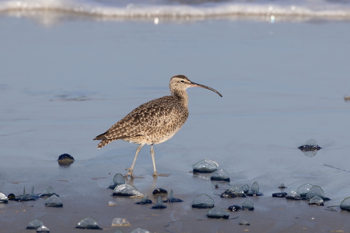 Whimbrel - Lindsey Mitchell