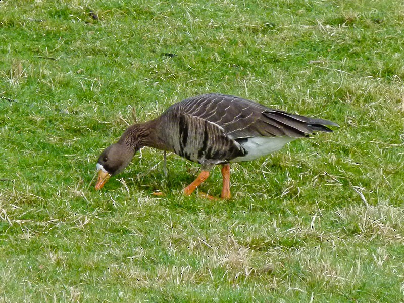 マガン（flavirostris） - ML617169223