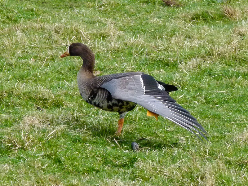 Greater White-fronted Goose (Greenland) - ML617169224
