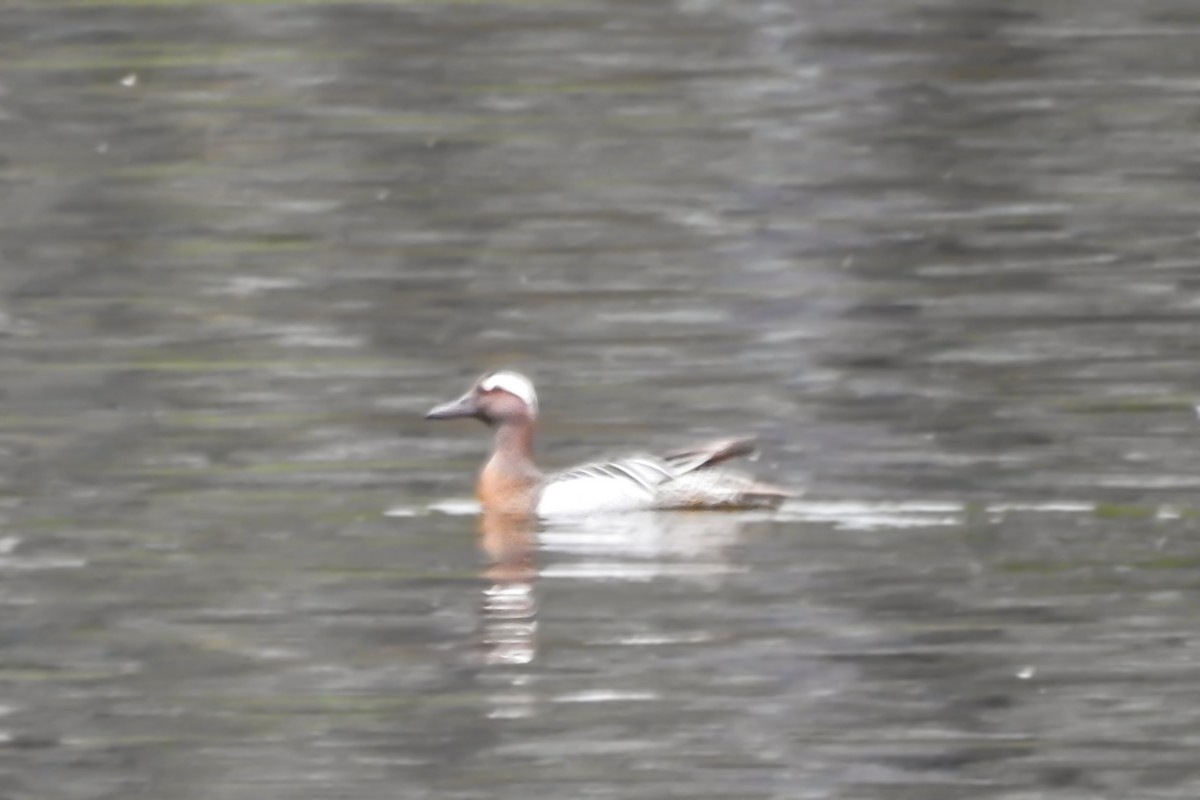 Garganey - David Kuster