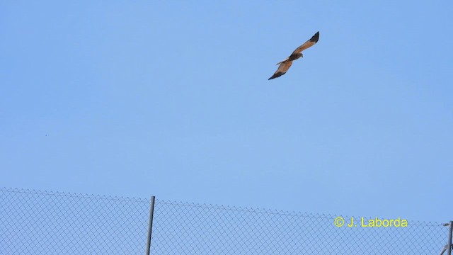 Western Marsh Harrier - ML617169270