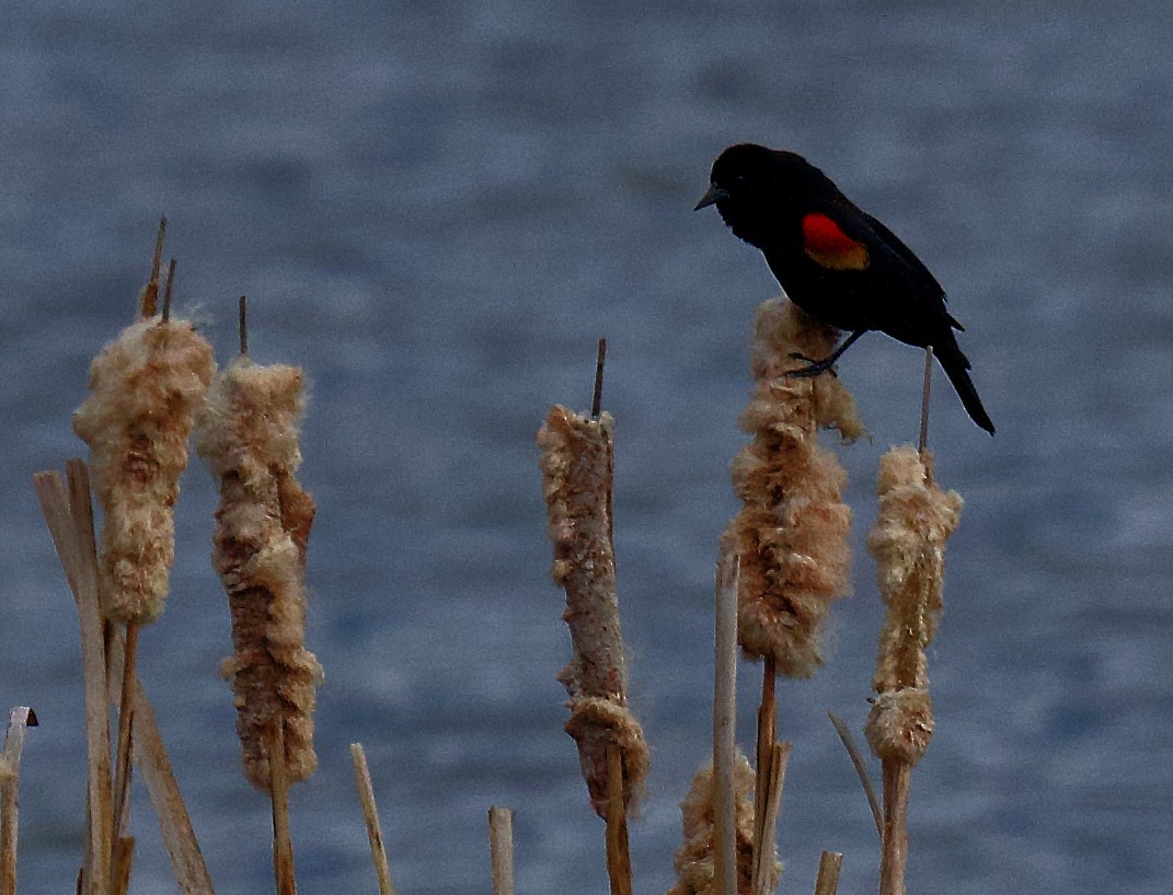 Red-winged Blackbird - ML617169331