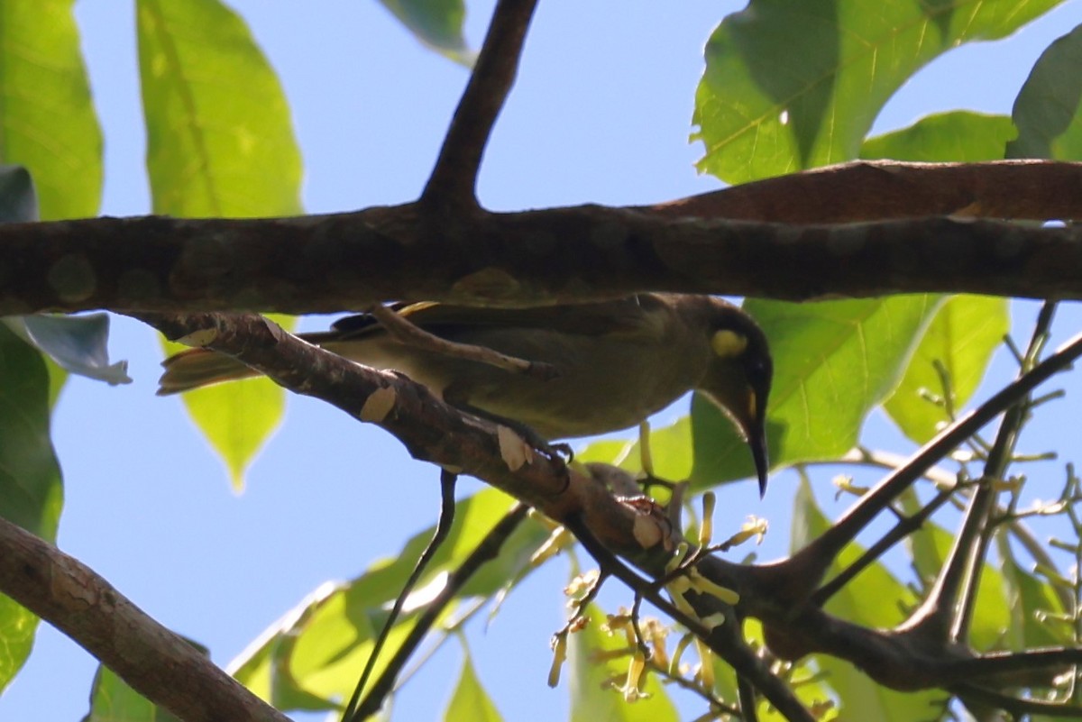 Cryptic Honeyeater - ML617169355